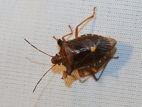 Pentatoma rufipes